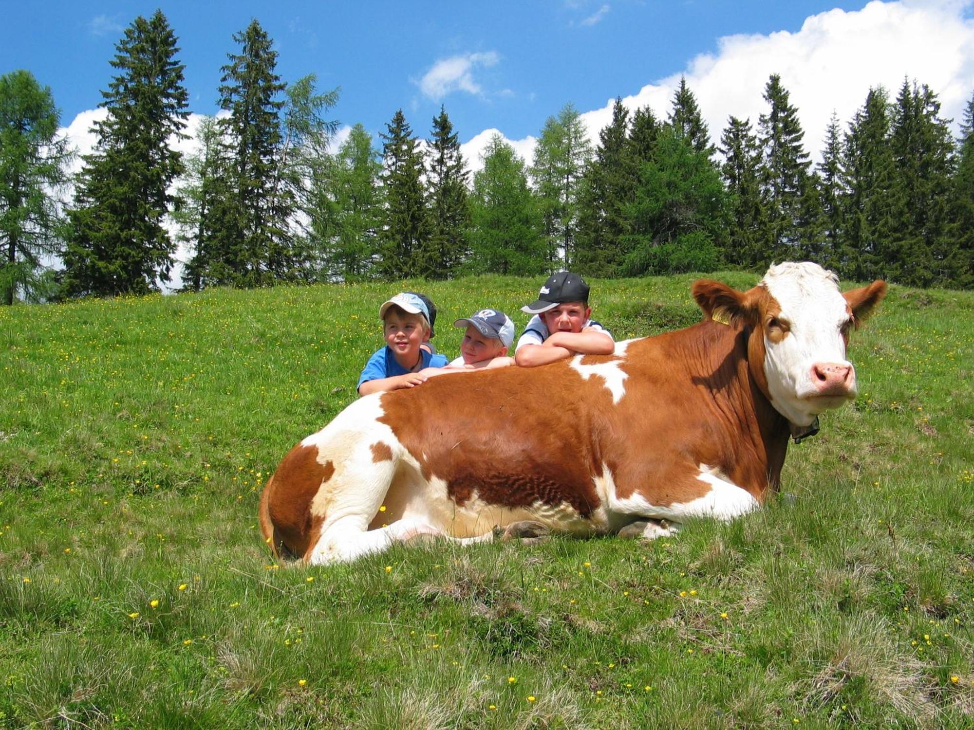 Sportbauernhof - Gasthaus Hochalmblick Krems in Kaernten Dış mekan fotoğraf